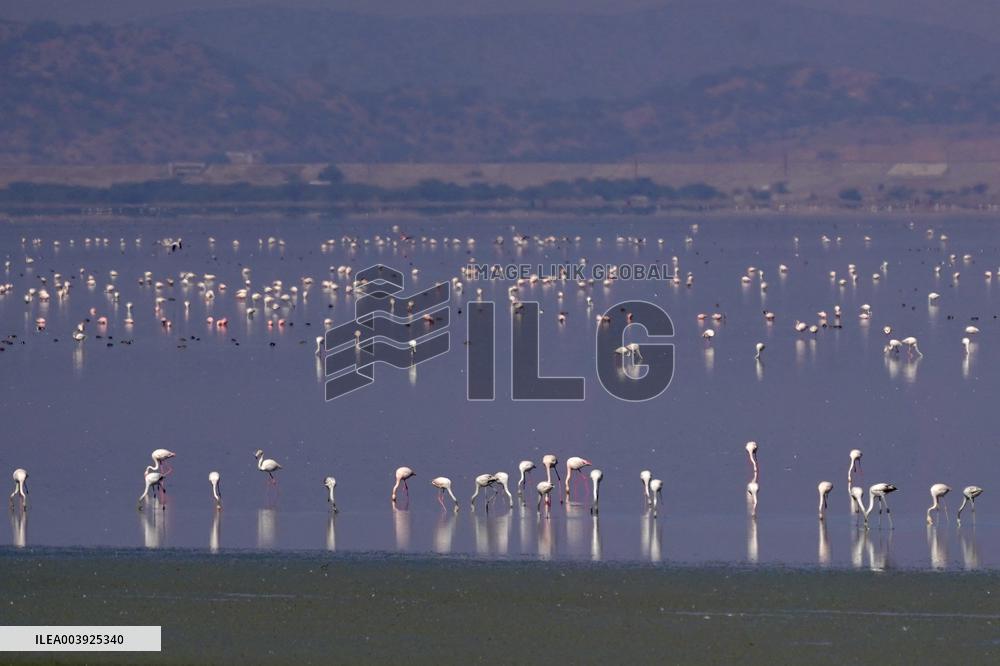 Flamingos is seen at Sambhar Salt Lake - India