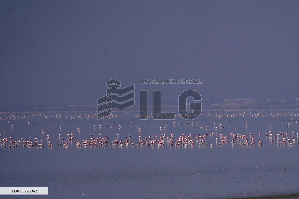 Flamingos is seen at Sambhar Salt Lake - India