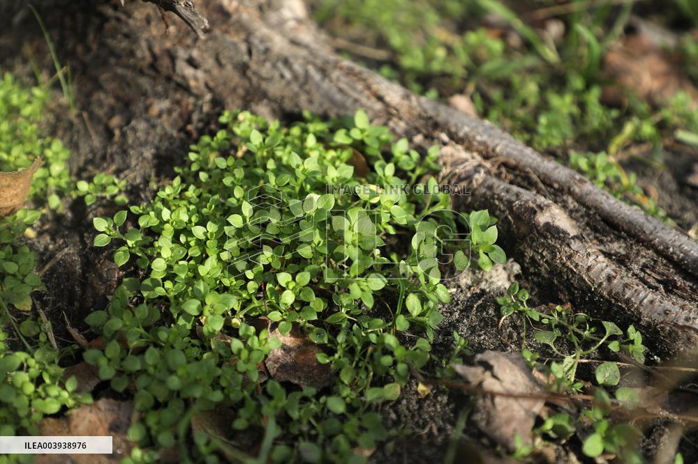 Abnormally warm weather in Kyiv
