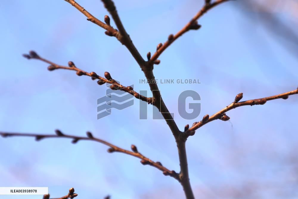 Abnormally warm weather in Kyiv