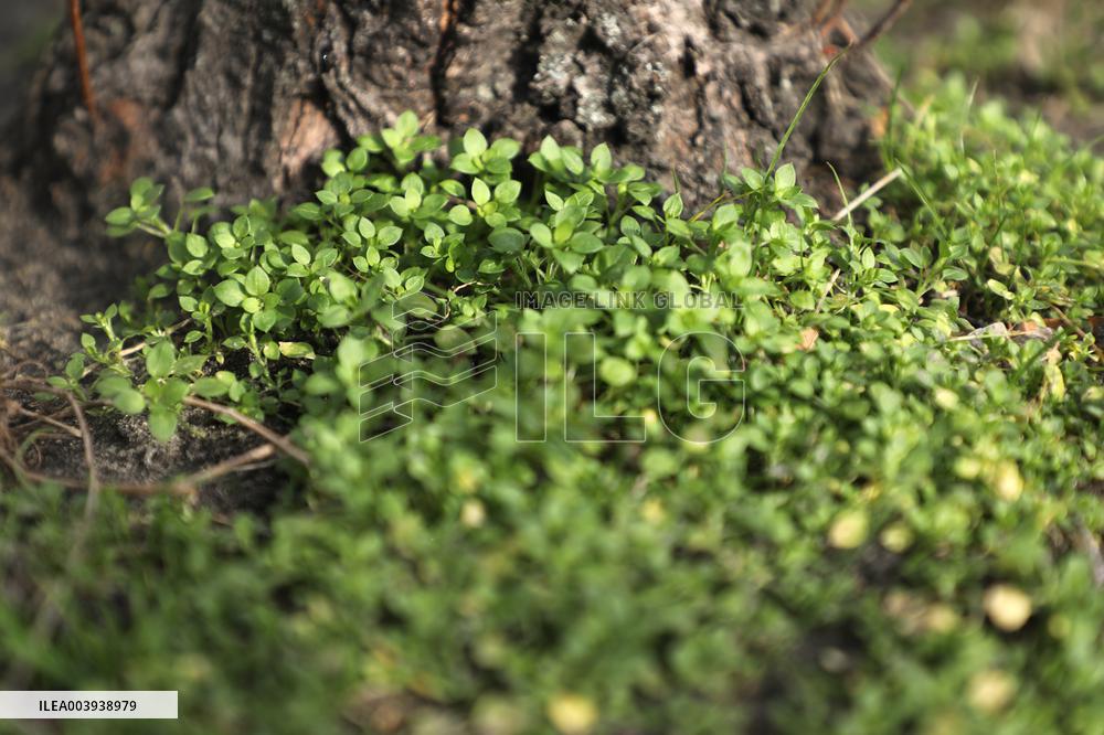 Abnormally warm weather in Kyiv