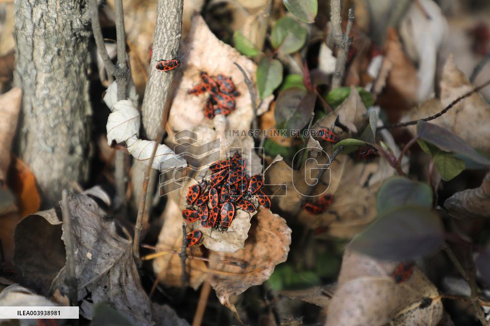 Abnormally warm weather in Kyiv