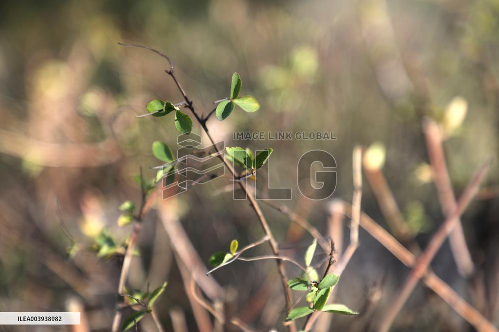 Abnormally warm weather in Kyiv