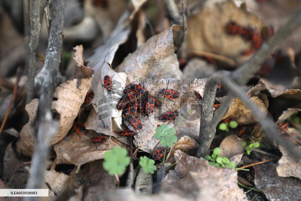 Abnormally warm weather in Kyiv