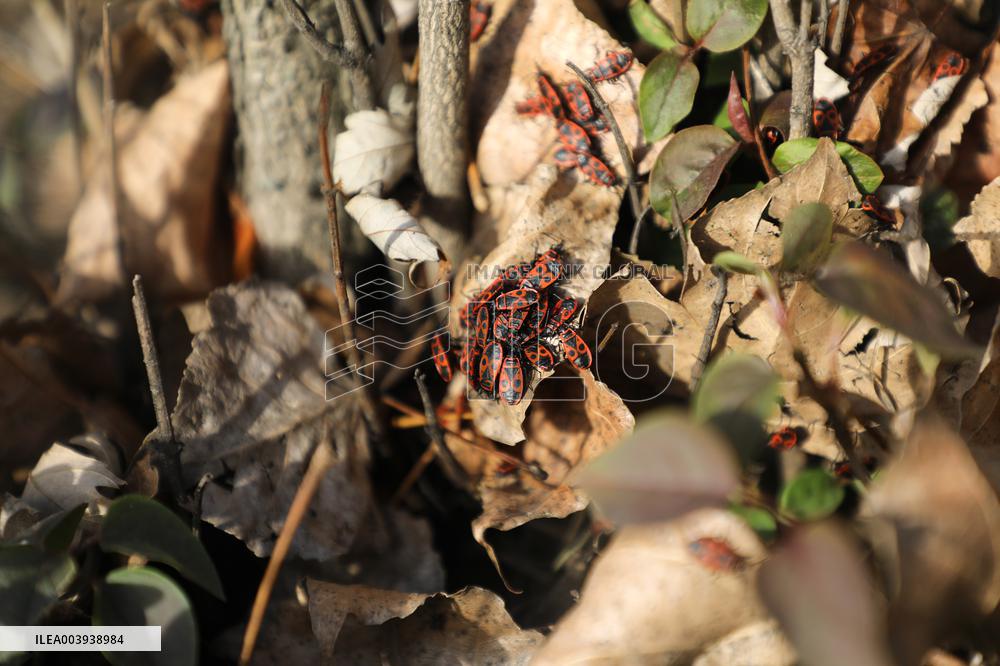 Abnormally warm weather in Kyiv