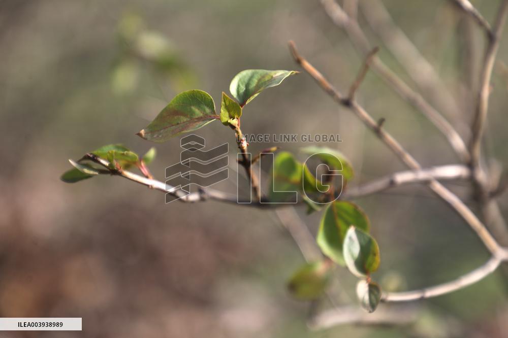 Abnormally warm weather in Kyiv