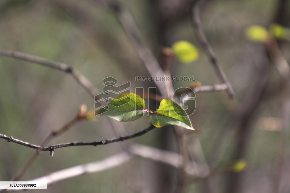 Abnormally warm weather in Kyiv
