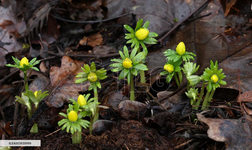 Spring flowers in January