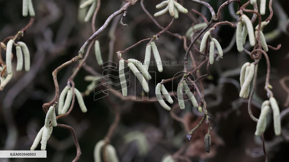 Spring flowers in January