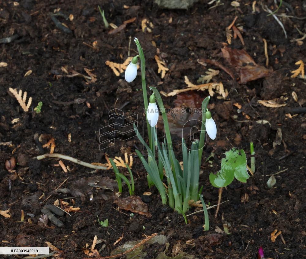Spring flowers in January