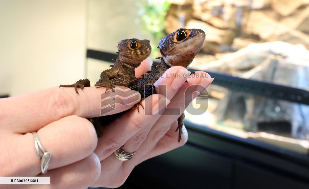 Baltic Dragons
