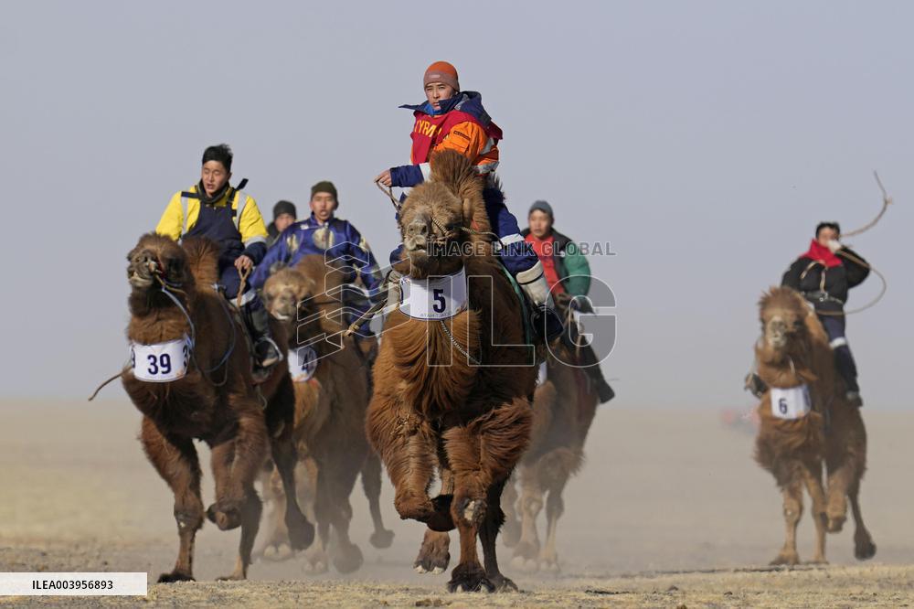 Camel race in Mongolia