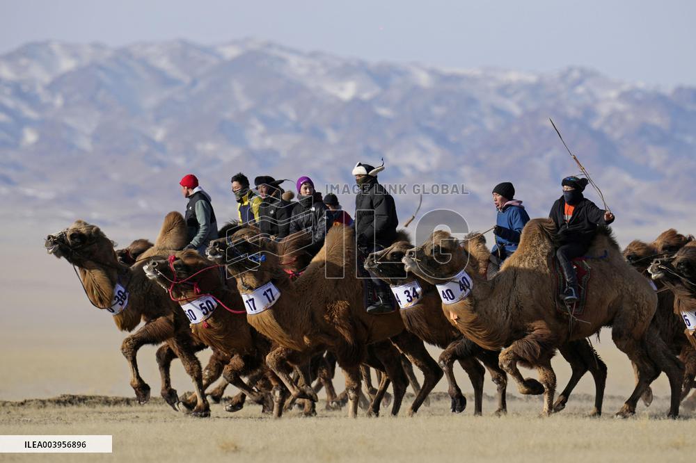 Camel race in Mongolia