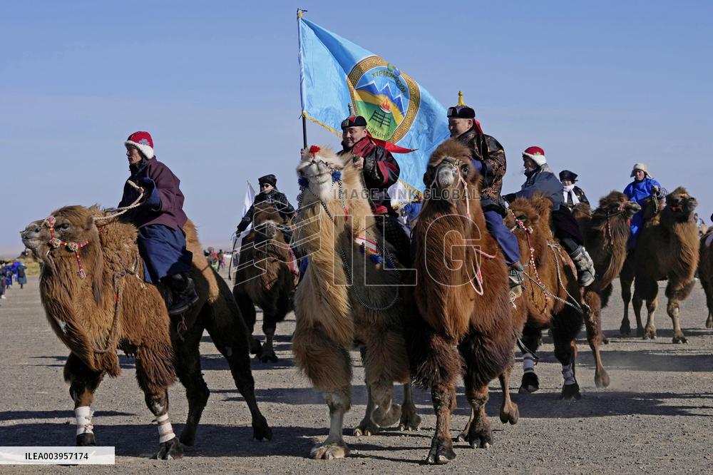 Camel parade in Mongolia