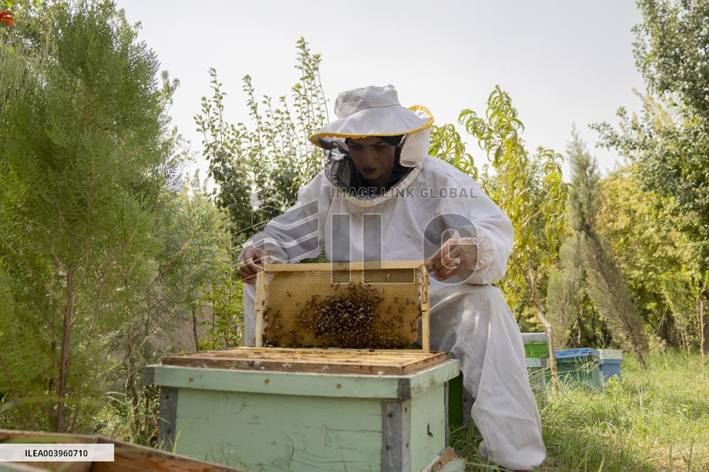 Afghan Women Honey Farming
