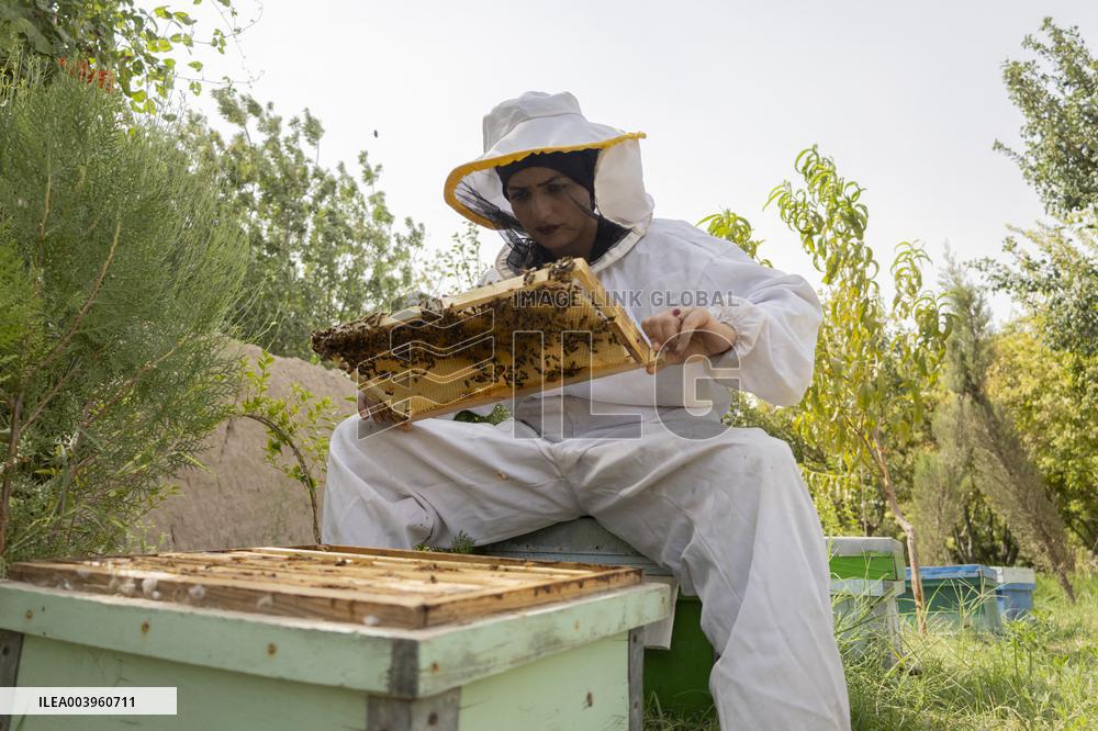 Afghan Women Honey Farming