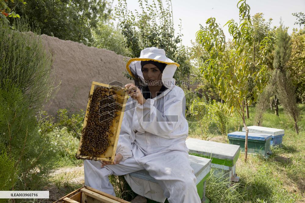 Afghan Women Honey Farming