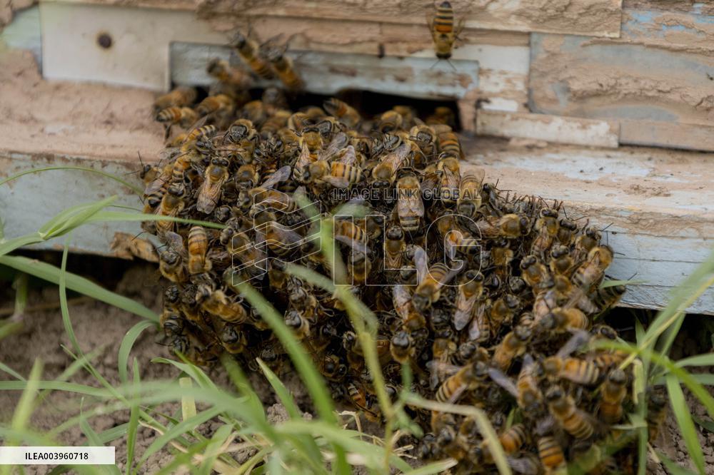 Afghan Women Honey Farming