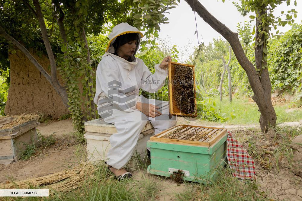 Afghan Women Honey Farming