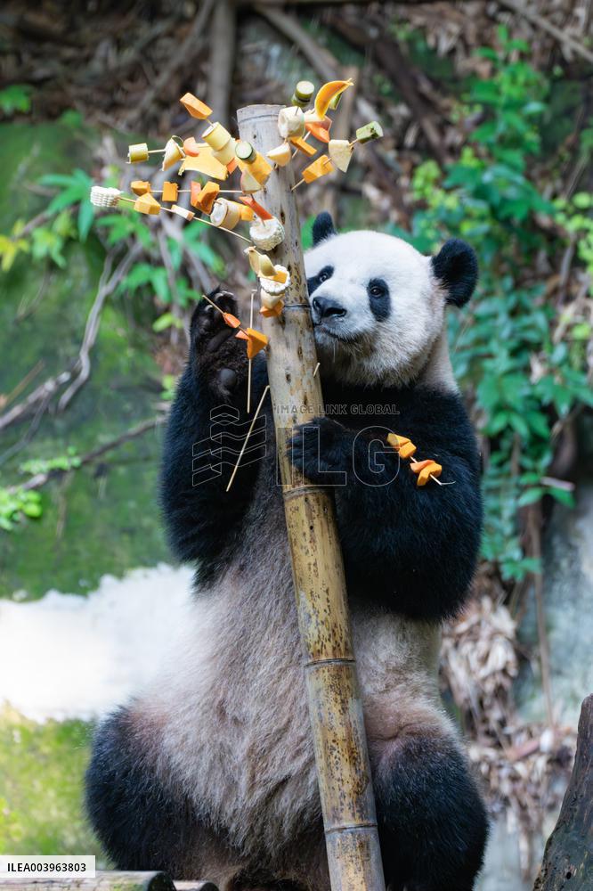 Giant Panda