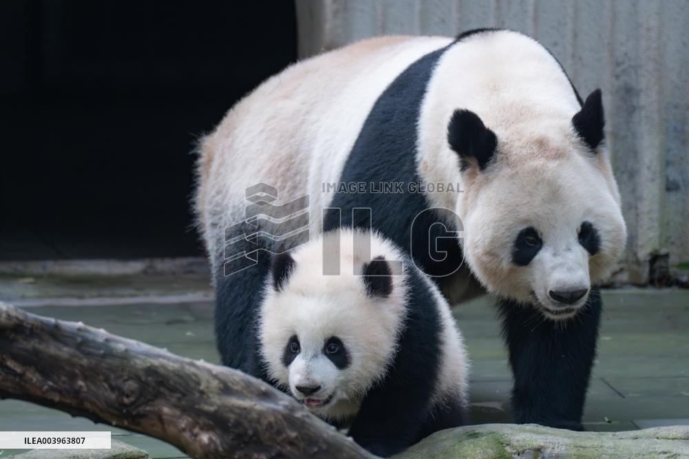Giant Panda
