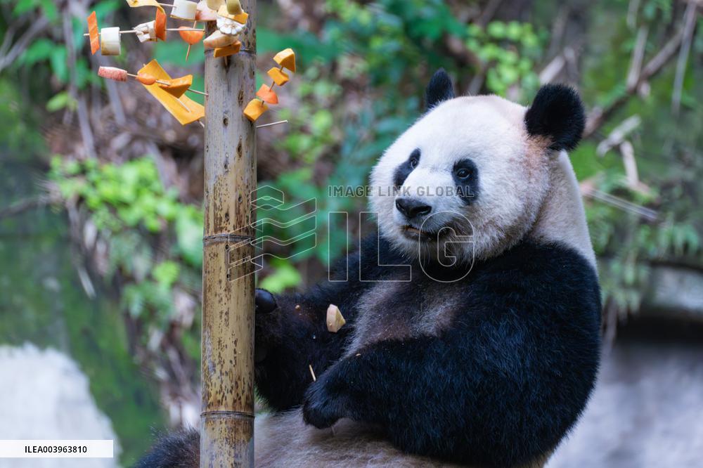 Giant Panda