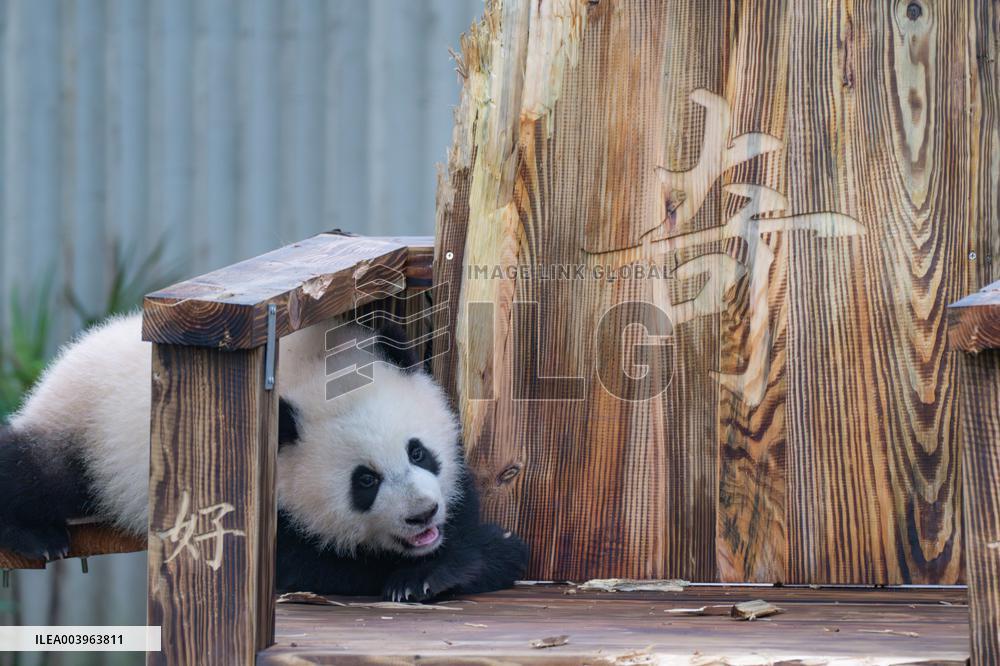 Giant Panda