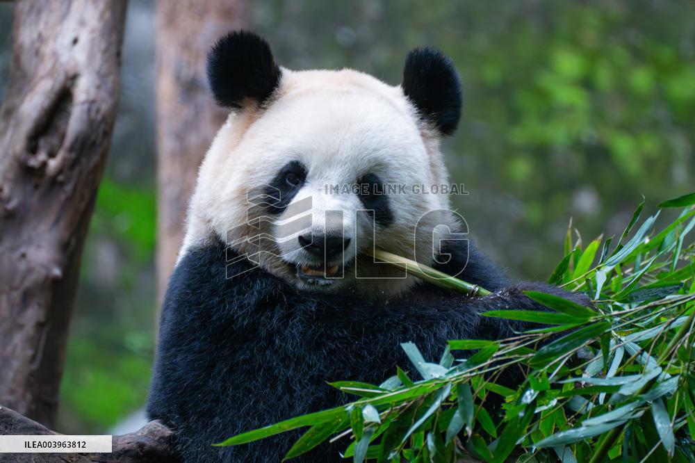 Giant Panda