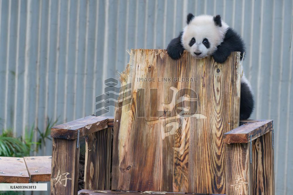 Giant Panda