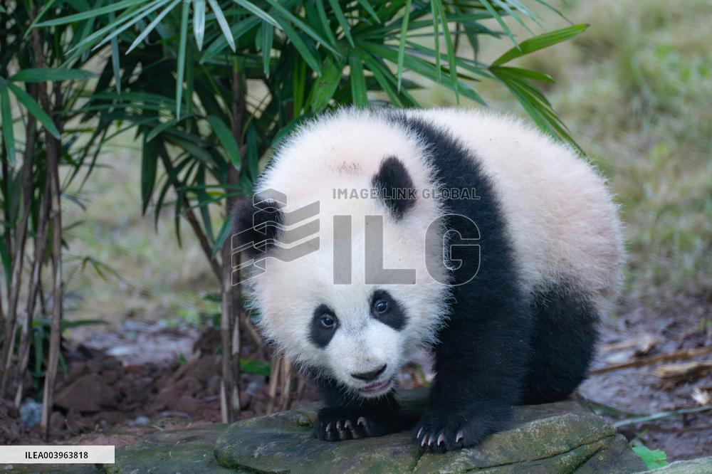Giant Panda