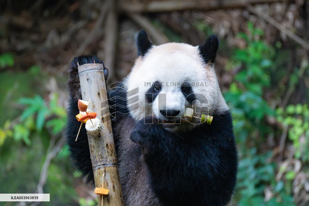 Giant Panda