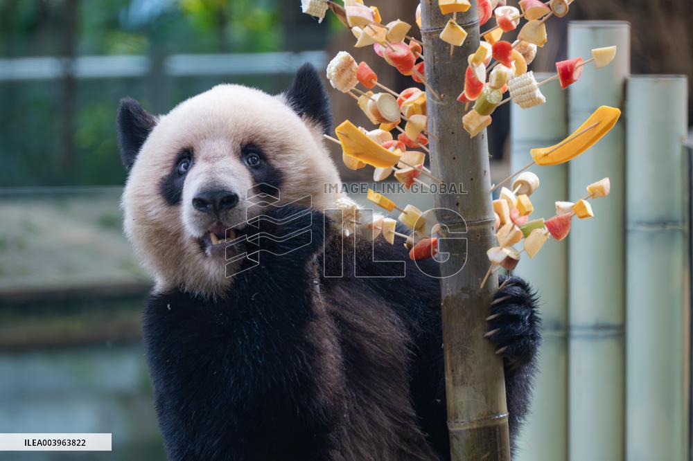 Giant Panda