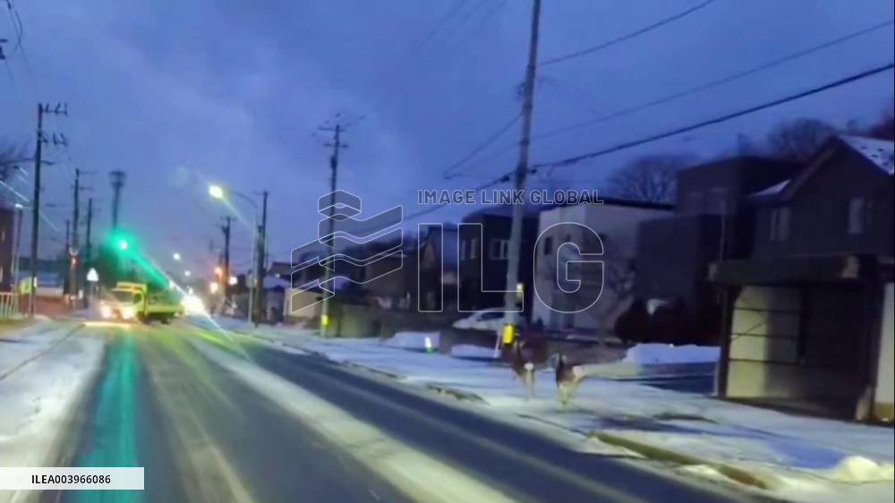 Japan: Deer Slips And Falls On Snowy Road Amid Severe Cold Wave In Hokkaido