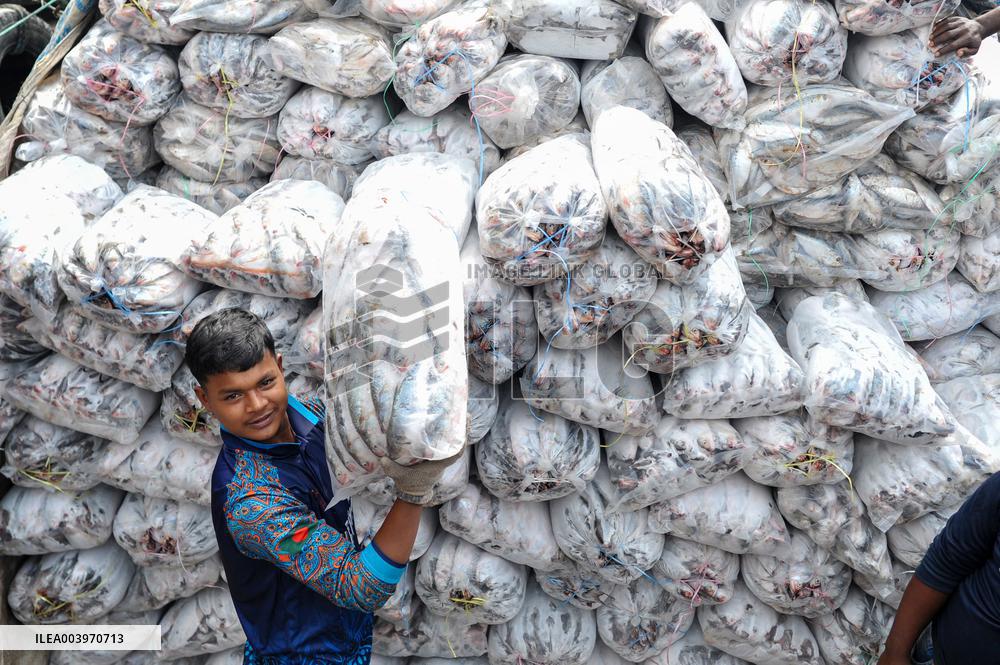 Laborers Unload Fish at Karnaphuli Fish Port - Bangladesh