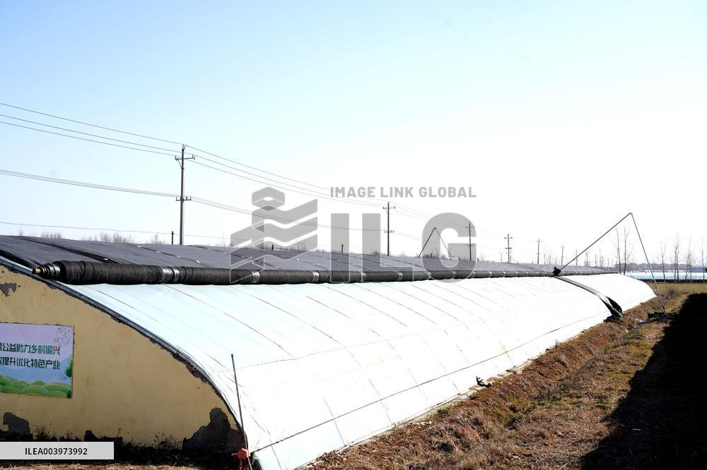 Agriculture Protects Against Cold Waves