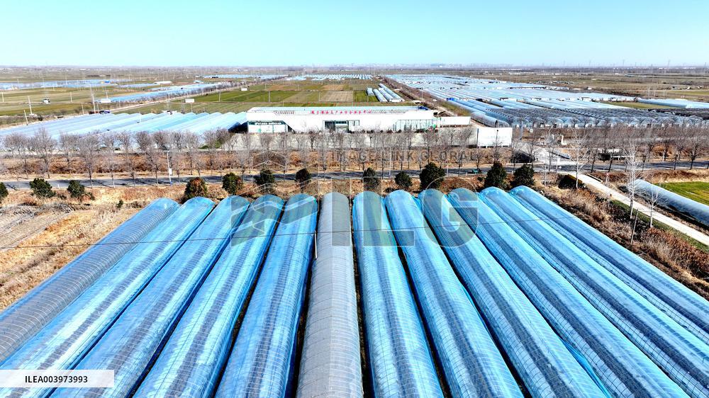 Agriculture Protects Against Cold Waves