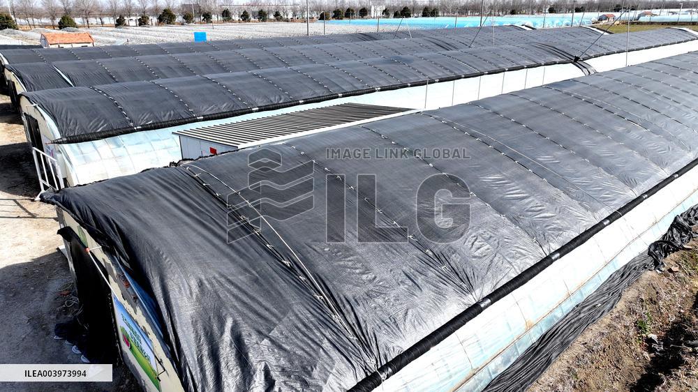 Agriculture Protects Against Cold Waves