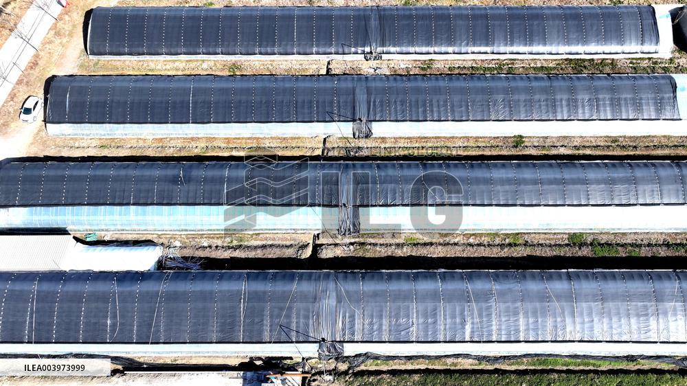 Agriculture Protects Against Cold Waves