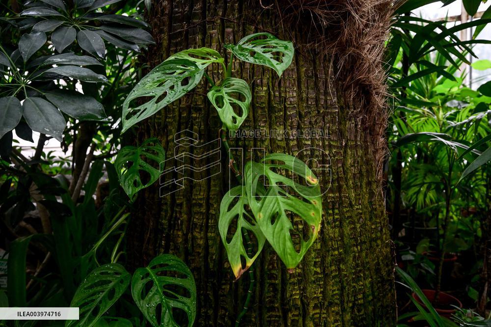Greenhouses of Zaporizhzhia Botanical Garden restored after Russian attacks