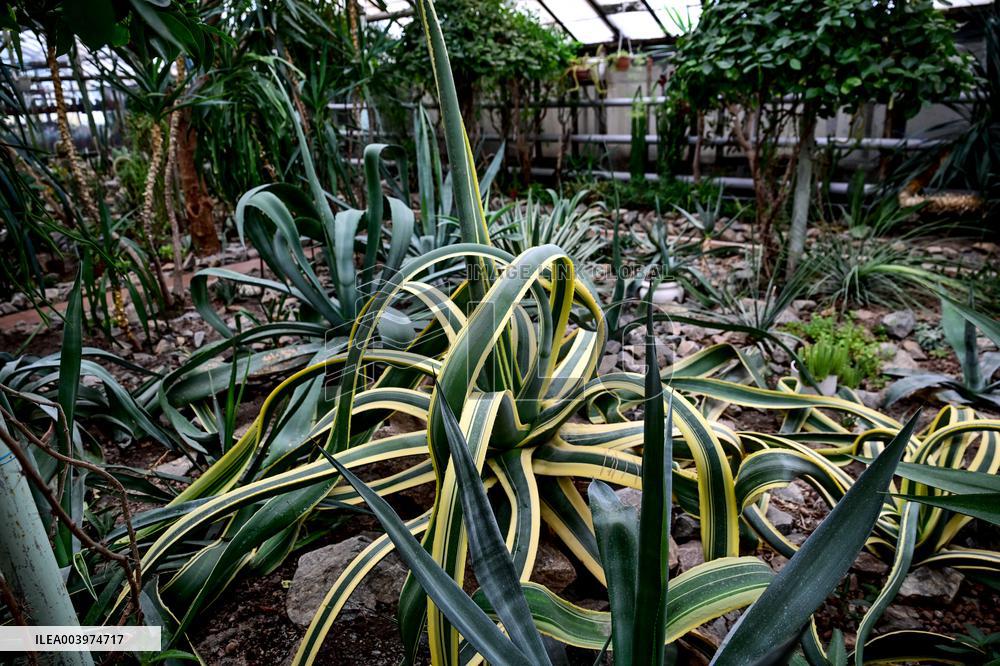 Greenhouses of Zaporizhzhia Botanical Garden restored after Russian attacks