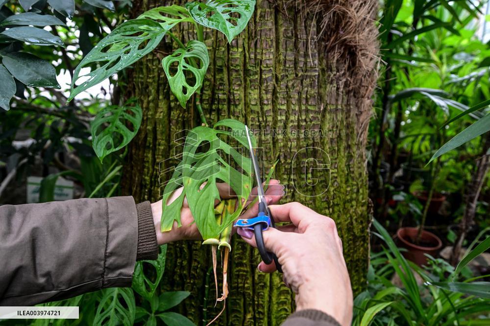 Greenhouses of Zaporizhzhia Botanical Garden restored after Russian attacks