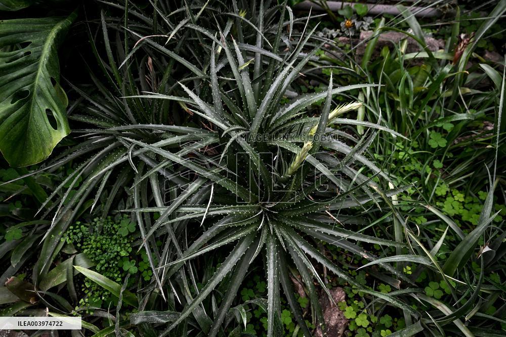 Greenhouses of Zaporizhzhia Botanical Garden restored after Russian attacks
