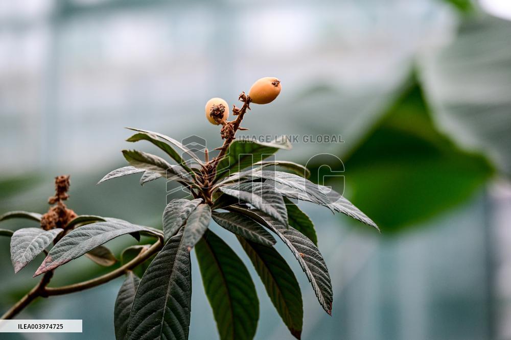 Greenhouses of Zaporizhzhia Botanical Garden restored after Russian attacks