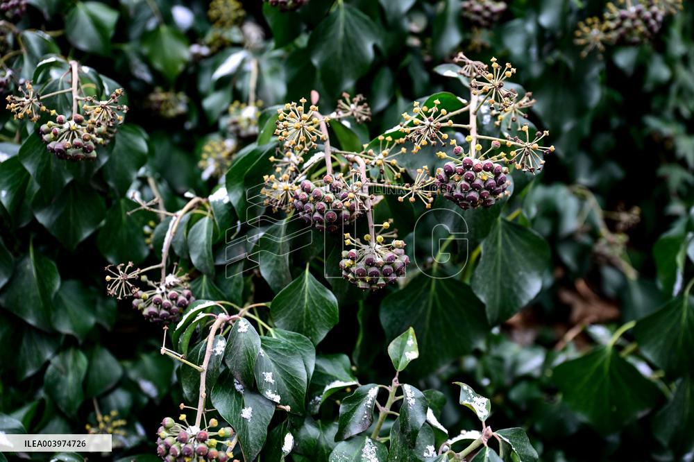 Greenhouses of Zaporizhzhia Botanical Garden restored after Russian attacks
