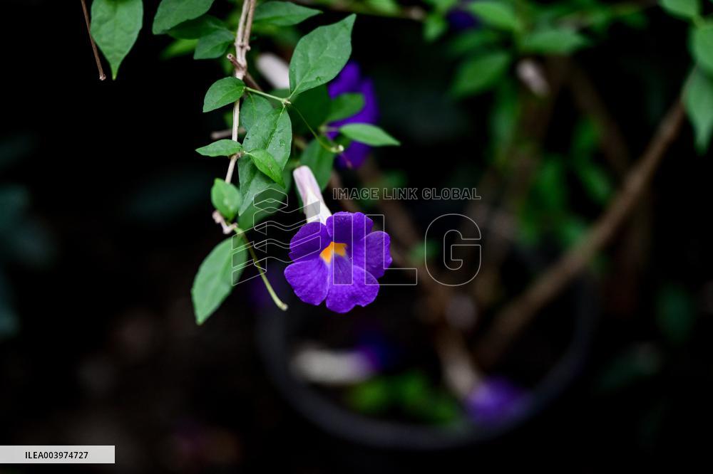 Greenhouses of Zaporizhzhia Botanical Garden restored after Russian attacks