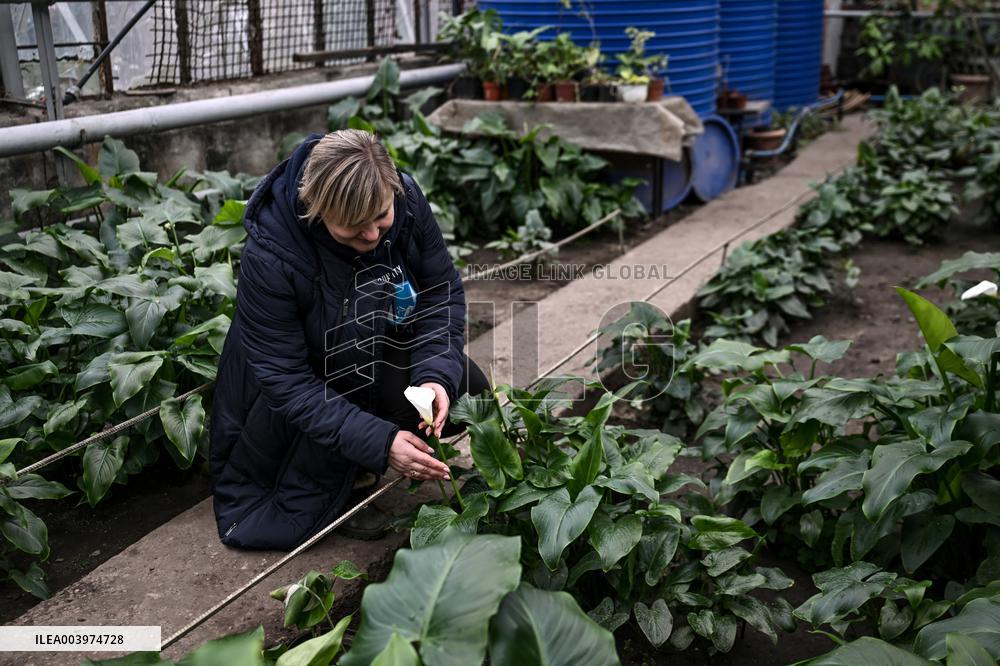 Greenhouses of Zaporizhzhia Botanical Garden restored after Russian attacks