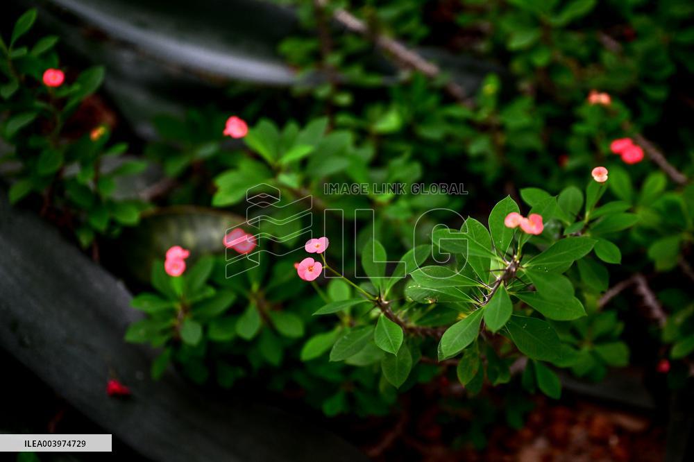 Greenhouses of Zaporizhzhia Botanical Garden restored after Russian attacks