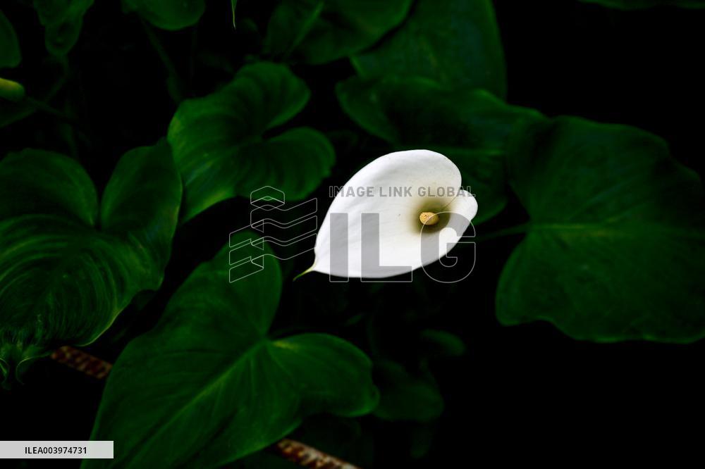 Greenhouses of Zaporizhzhia Botanical Garden restored after Russian attacks