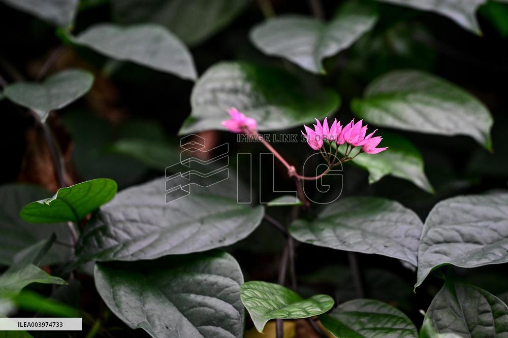 Greenhouses of Zaporizhzhia Botanical Garden restored after Russian attacks