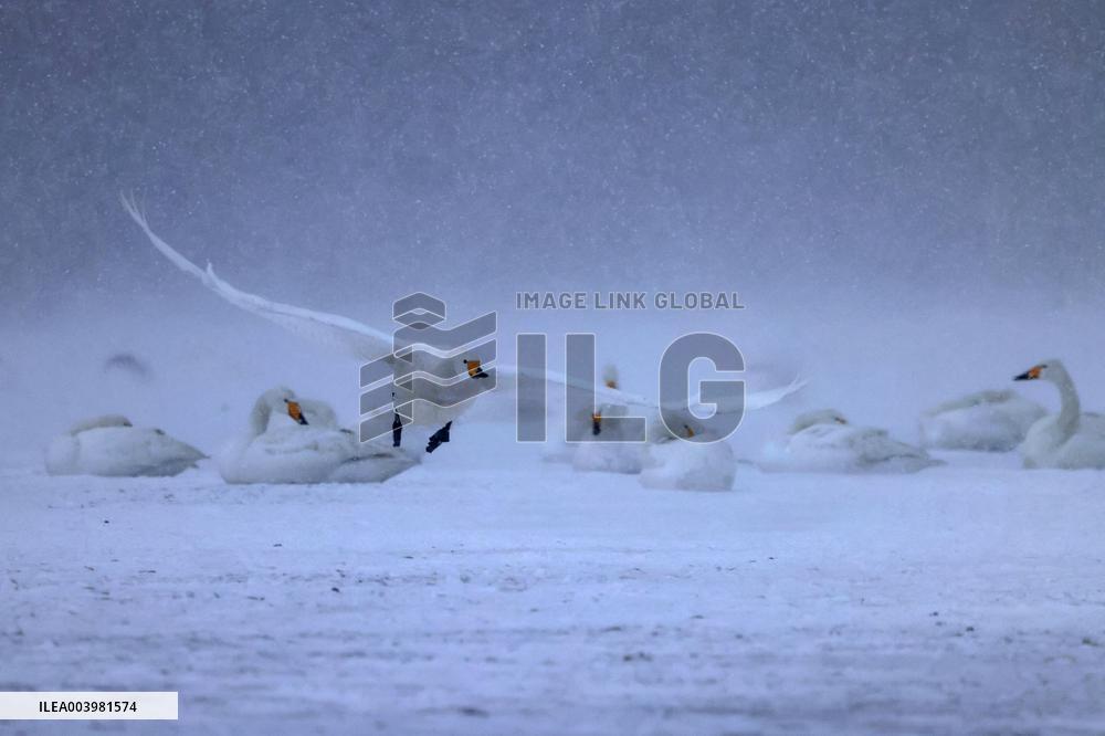 Swan Lake in Rongcheng